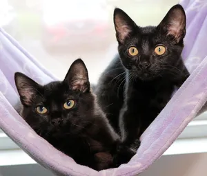 Wink and Wisp