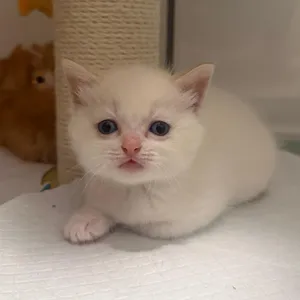 Eloise