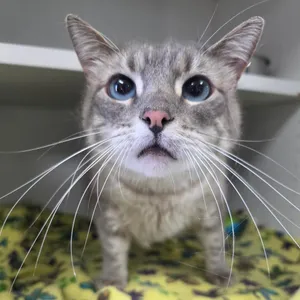Mochi