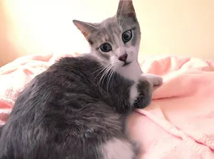 CHEWY