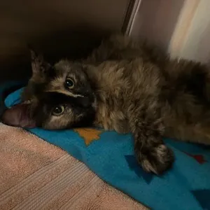 Luna