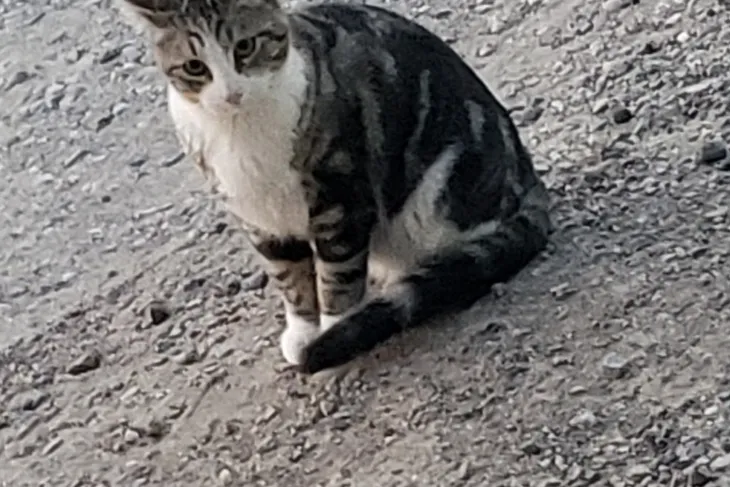 Elko Animal Shelter