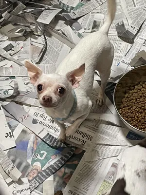 Peanut