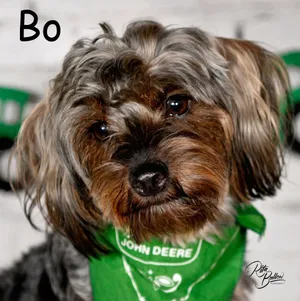 Bo