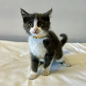 IVHS-Stray-140483