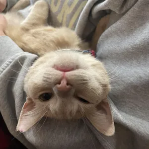 Tangelo (aka Tangelina)