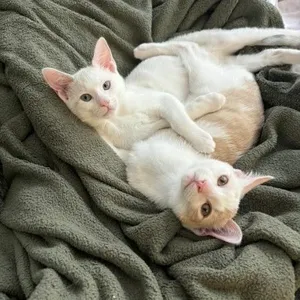 Pike & Venti (bonded pair)
