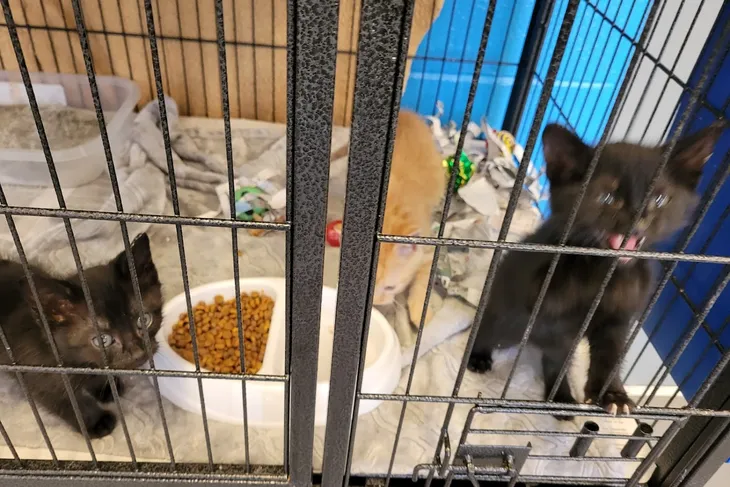 Montgomery Humane Society