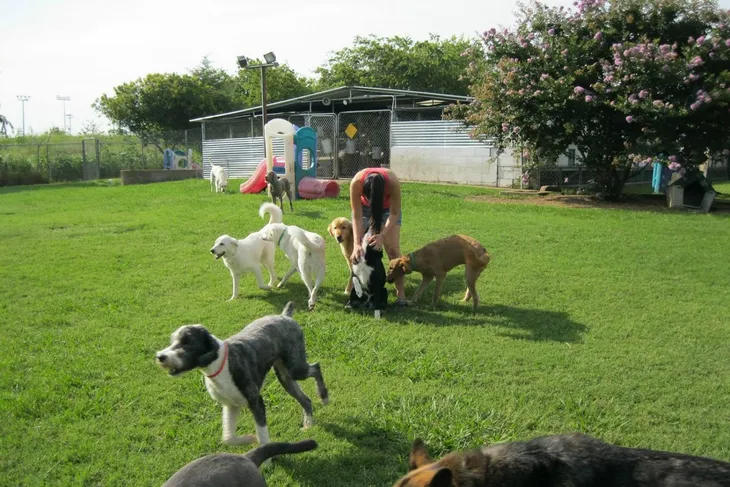 Arlington Humane Society