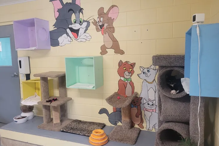 Volusia Animal Control