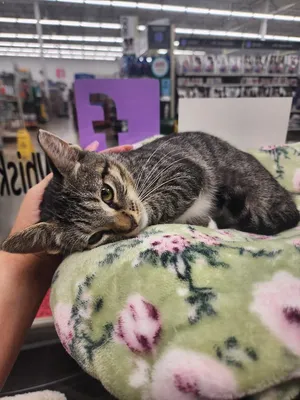 Gracie