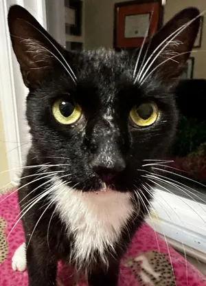 Thunder Cat