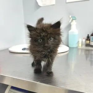 Minnie