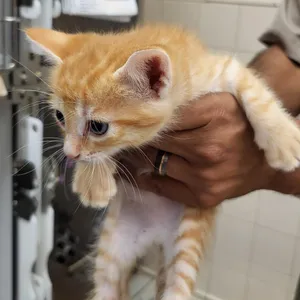 Dreamsicle