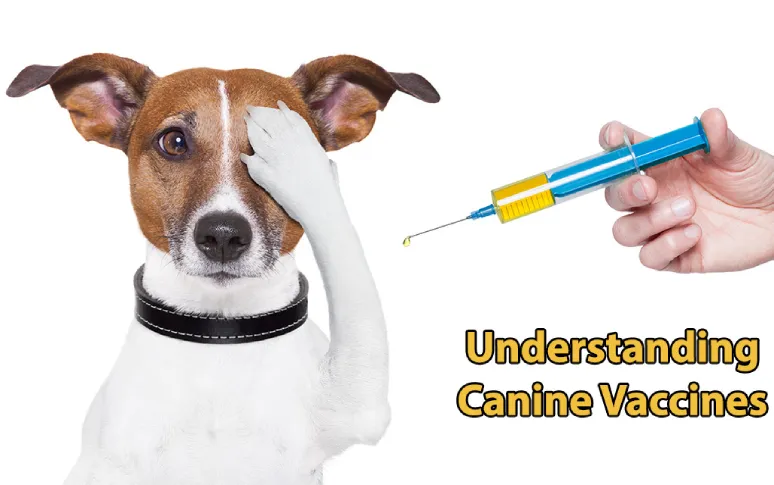 Everything You Need To Know About Dog Vaccinations