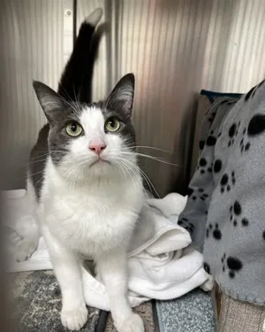 Bowie