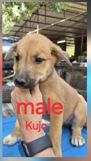 Kujo