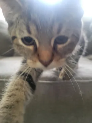 Nikoli