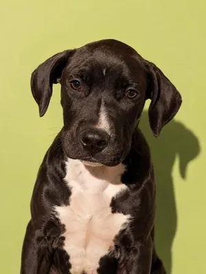 NACHO
