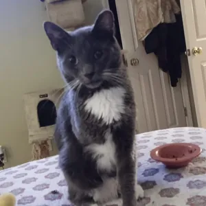 Greyson