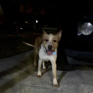 Apollo/Rusty