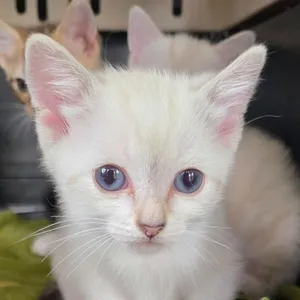 Elsa