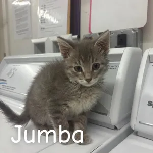 Jumba