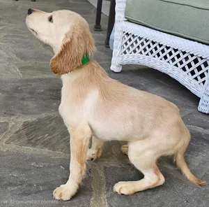 PUPPY ANDY