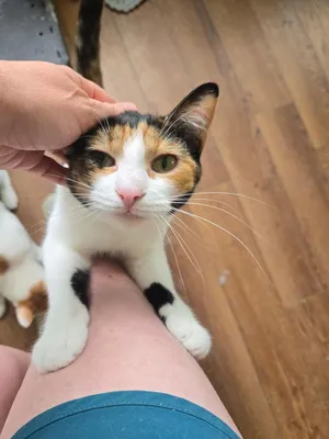 Pip