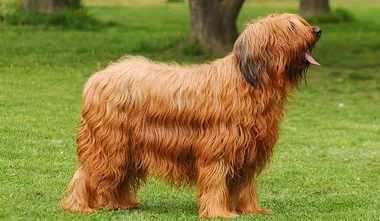 Briard