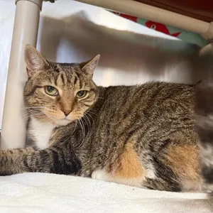 Zena