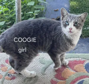 Coogie