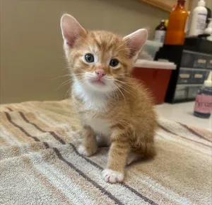 Orangey