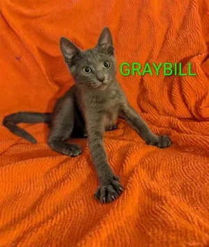 Graybill