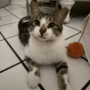 Rocket