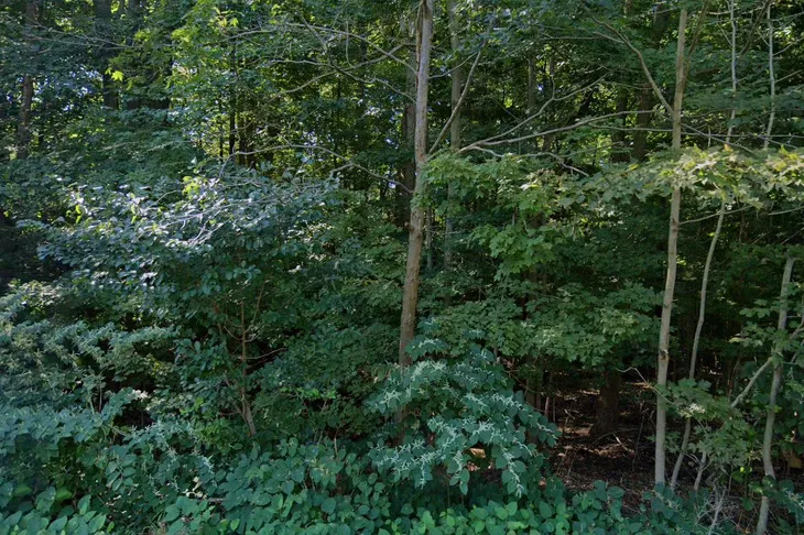 Randolph Municipal Pound