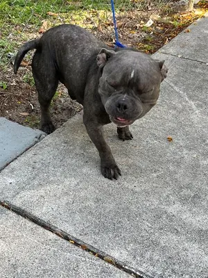 ONYX