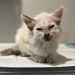IVHS-Stray-139904