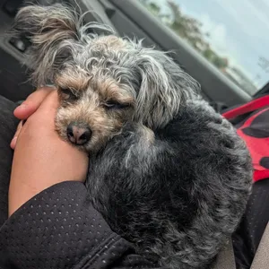 Coco
