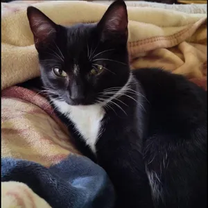 Stella