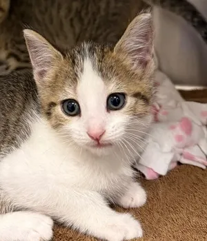 Wasabi