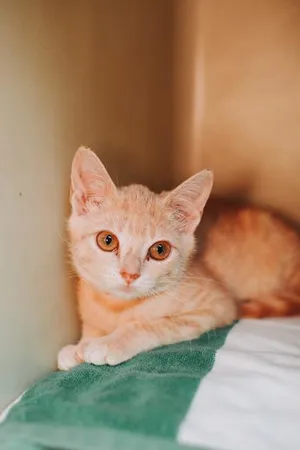 93790a Stacy- PetSmart West Ashley