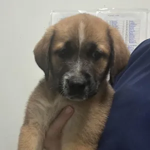 Ted
