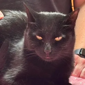 Ebony
