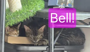 Bell