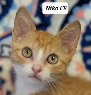Niko