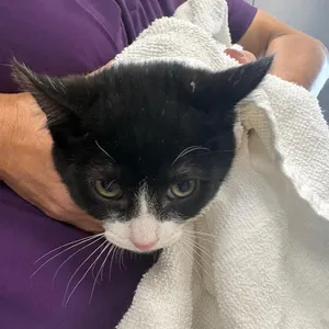 Mittens