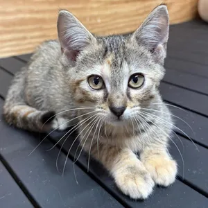 Stella