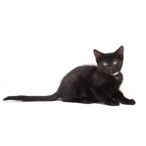 Octillia