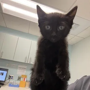 Batty